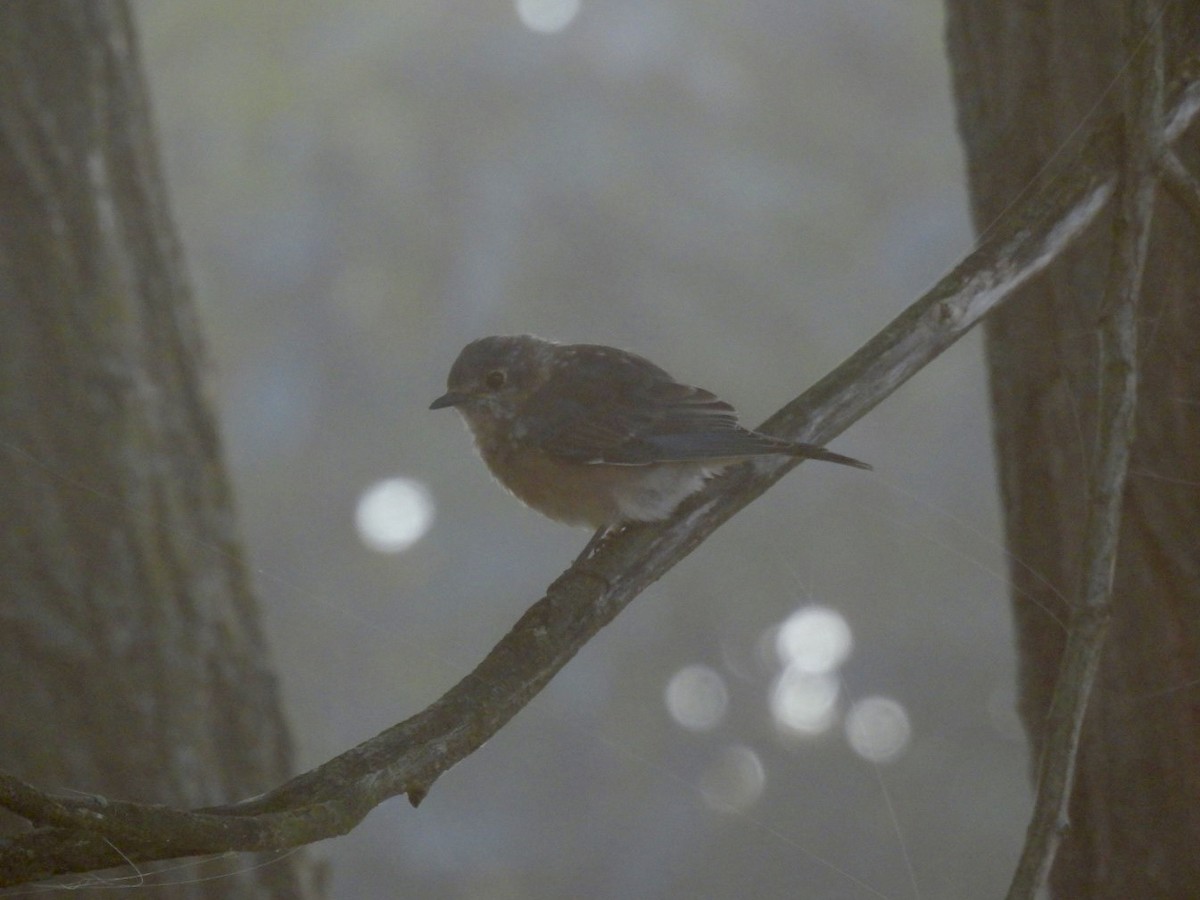Eastern Bluebird - ML643596941