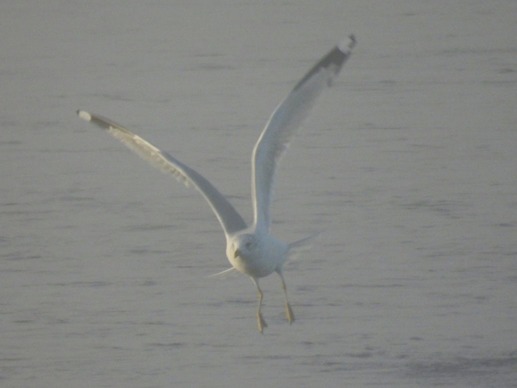Ring-billed Gull - ML643596942