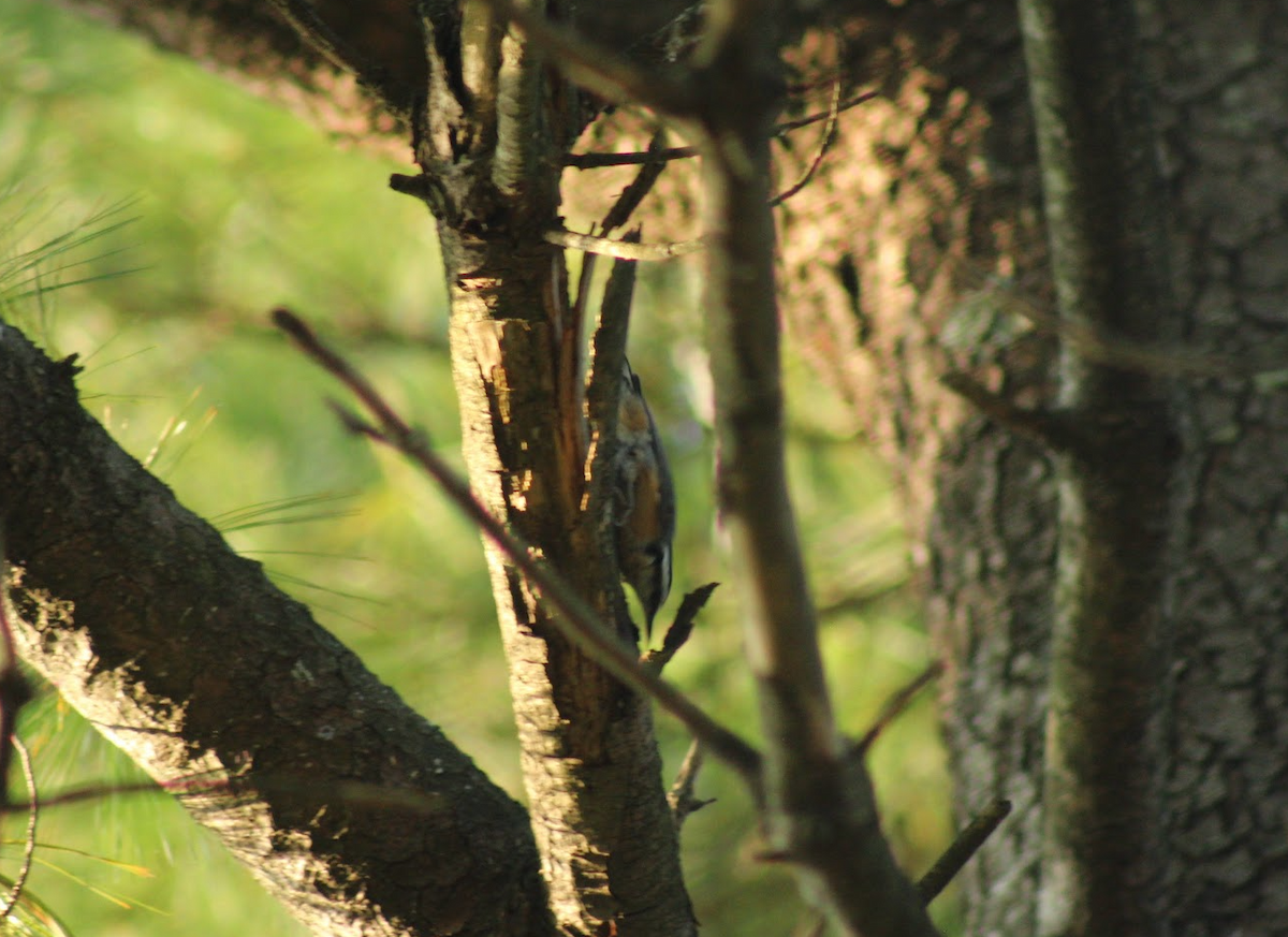 Red-breasted Nuthatch - ML643596956