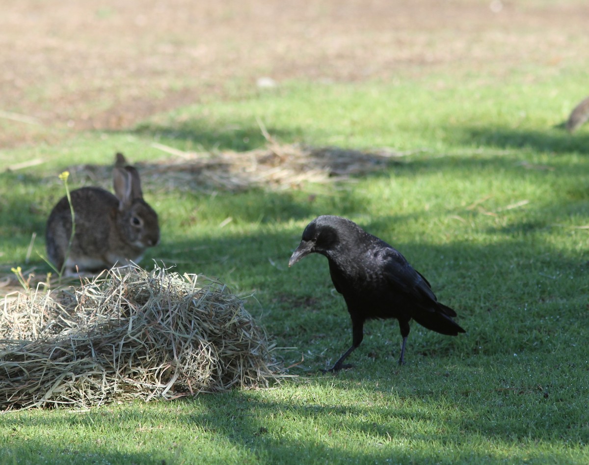 American Crow - ML643596961