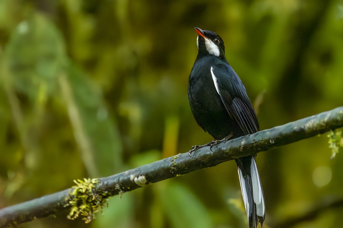 Black Solitaire - ML643596992