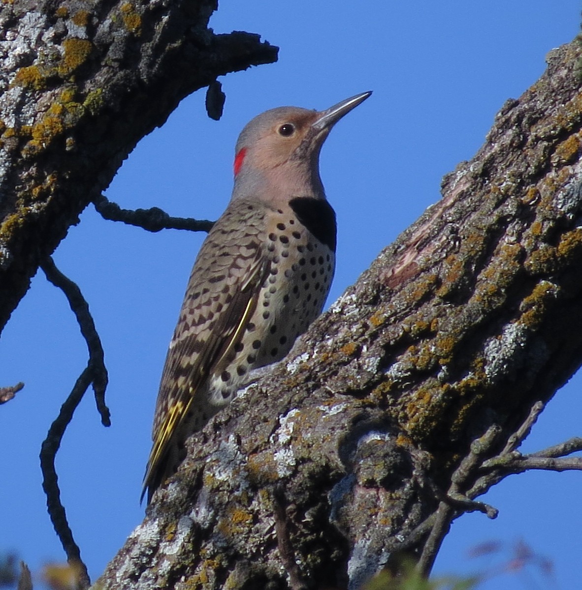 Northern Flicker - ML643597008