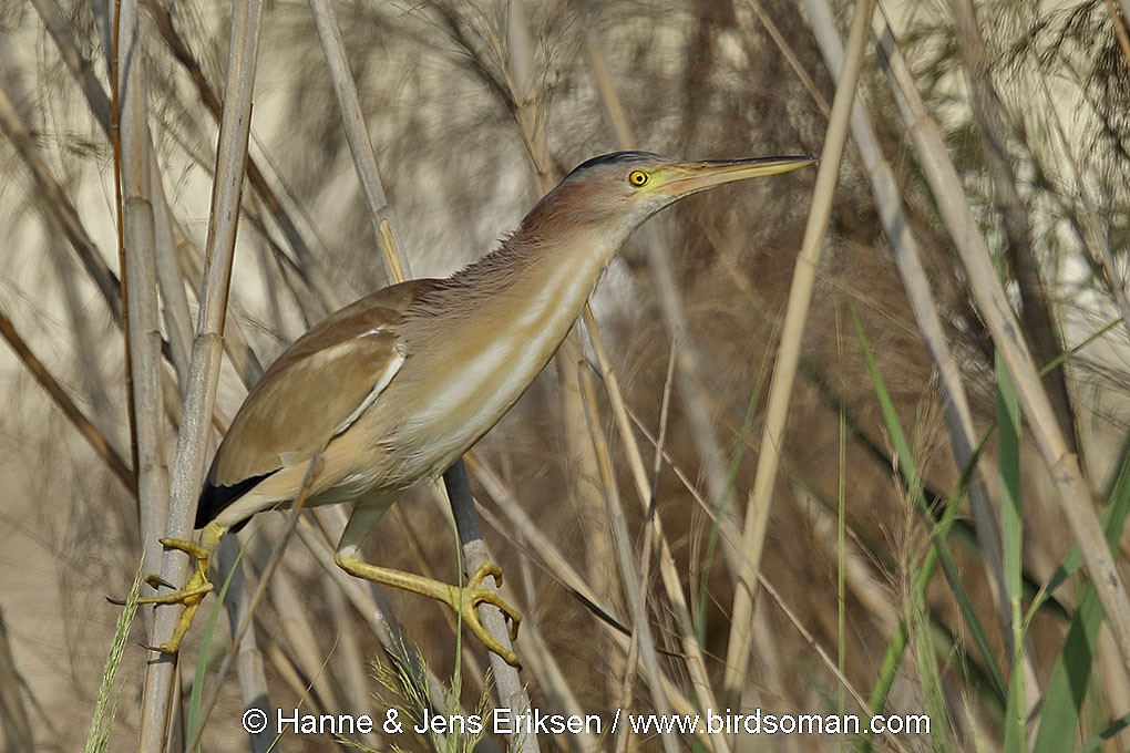 Yellow Bittern - Jens Eriksen