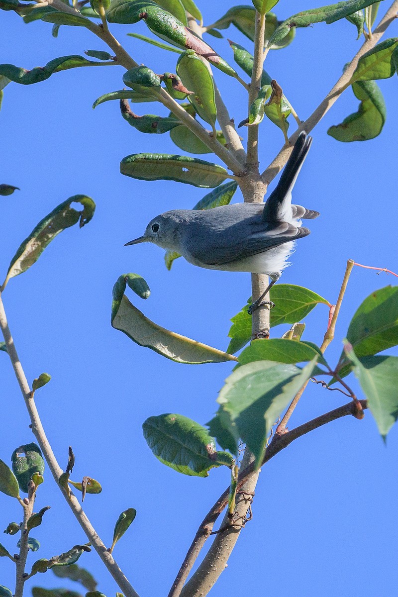 Blue-gray Gnatcatcher - ML643597014