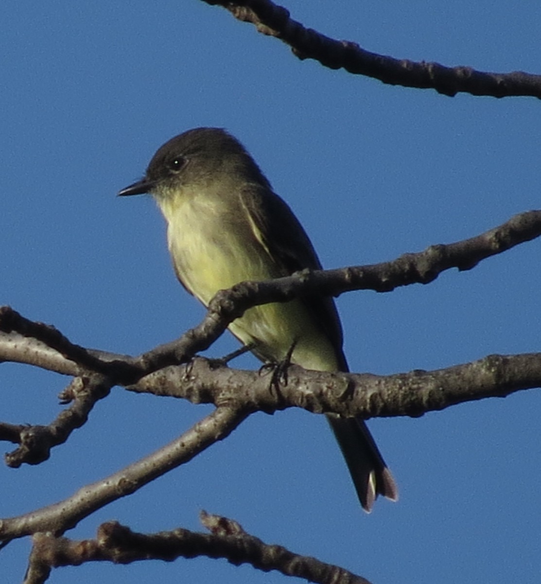 Eastern Phoebe - ML643597015