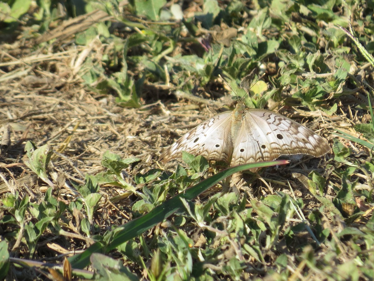 White Peacock - ML643597027