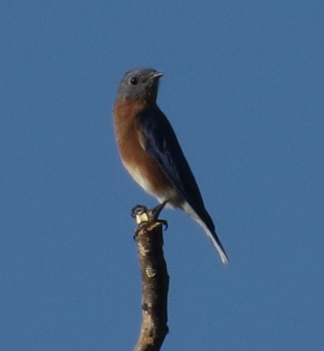 Eastern Bluebird - ML643597042