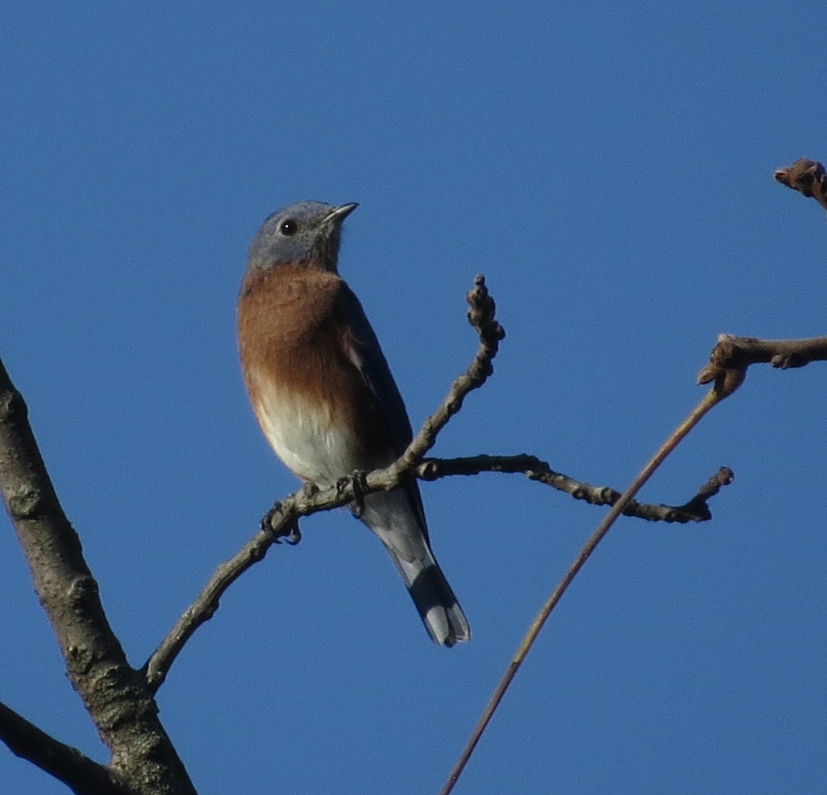 Eastern Bluebird - ML643597043