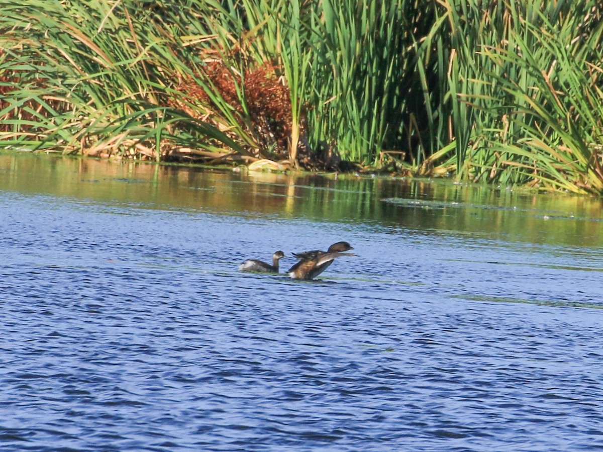 Pied-billed Grebe - ML643597048