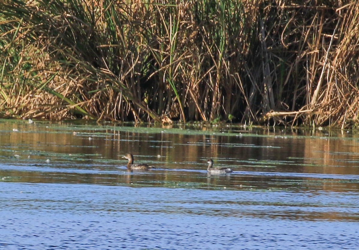 Pied-billed Grebe - ML643597061