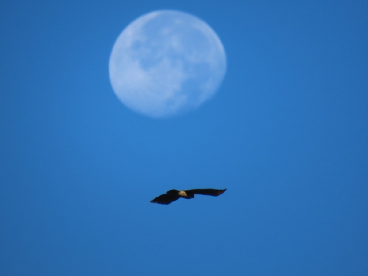 Cooper's Hawk - ML643597062