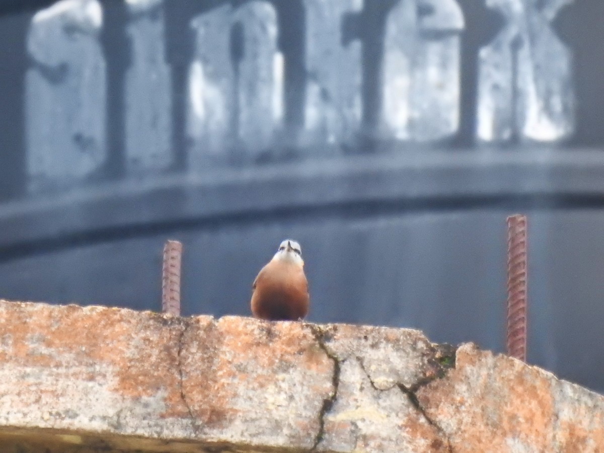 Kastanienkleiber - ML643597064