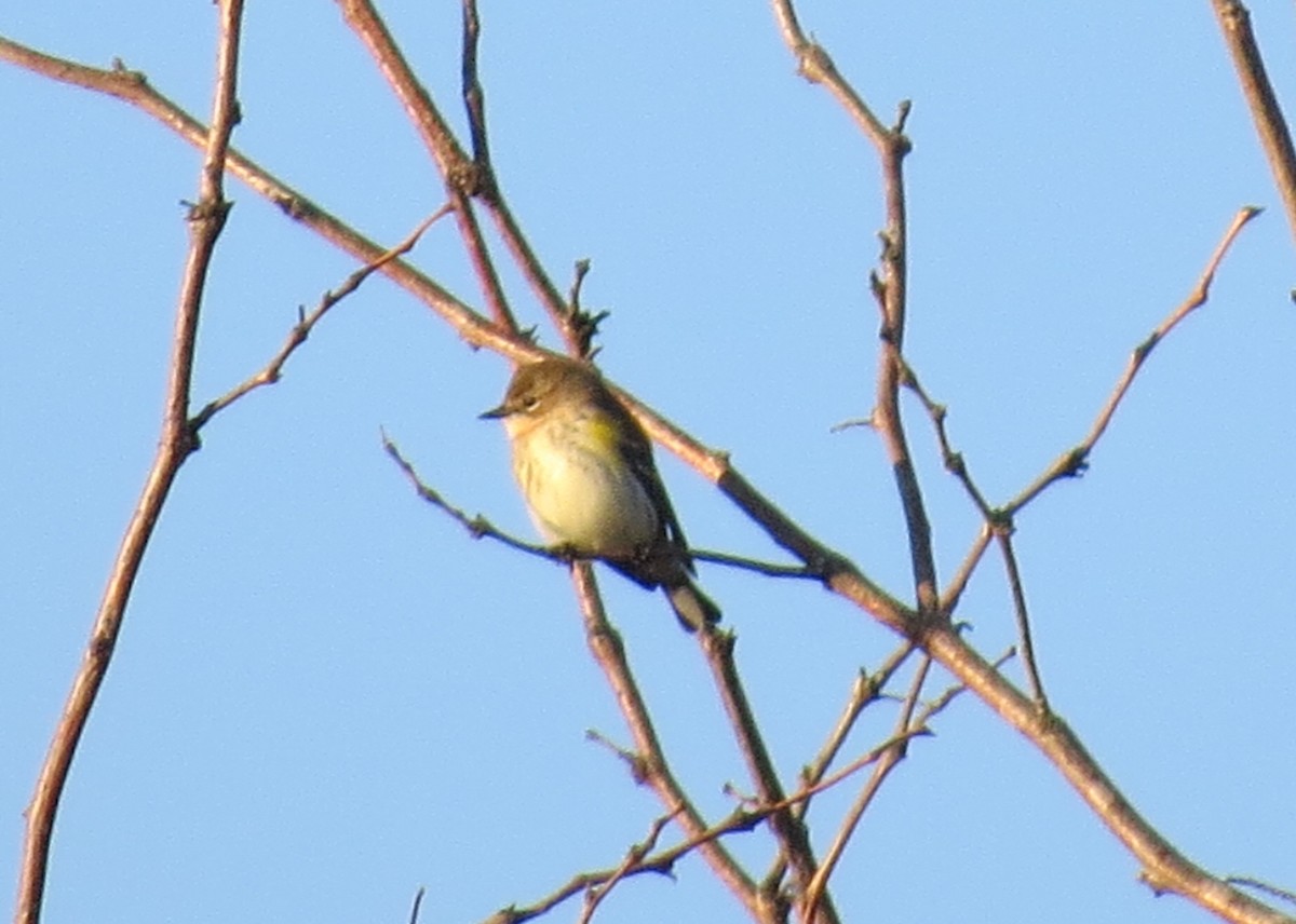Yellow-rumped Warbler - ML643597076