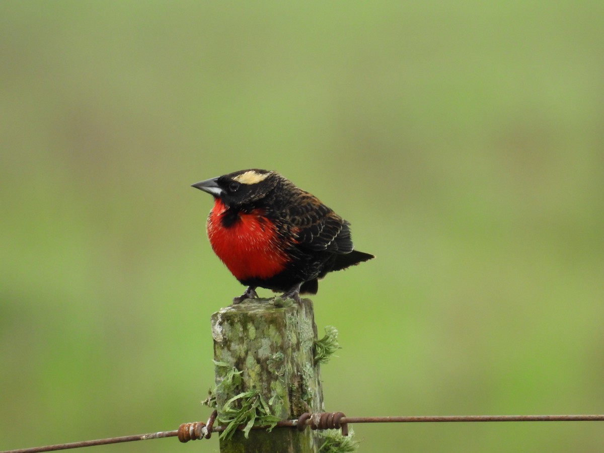 White-browed Meadowlark - ML643597079