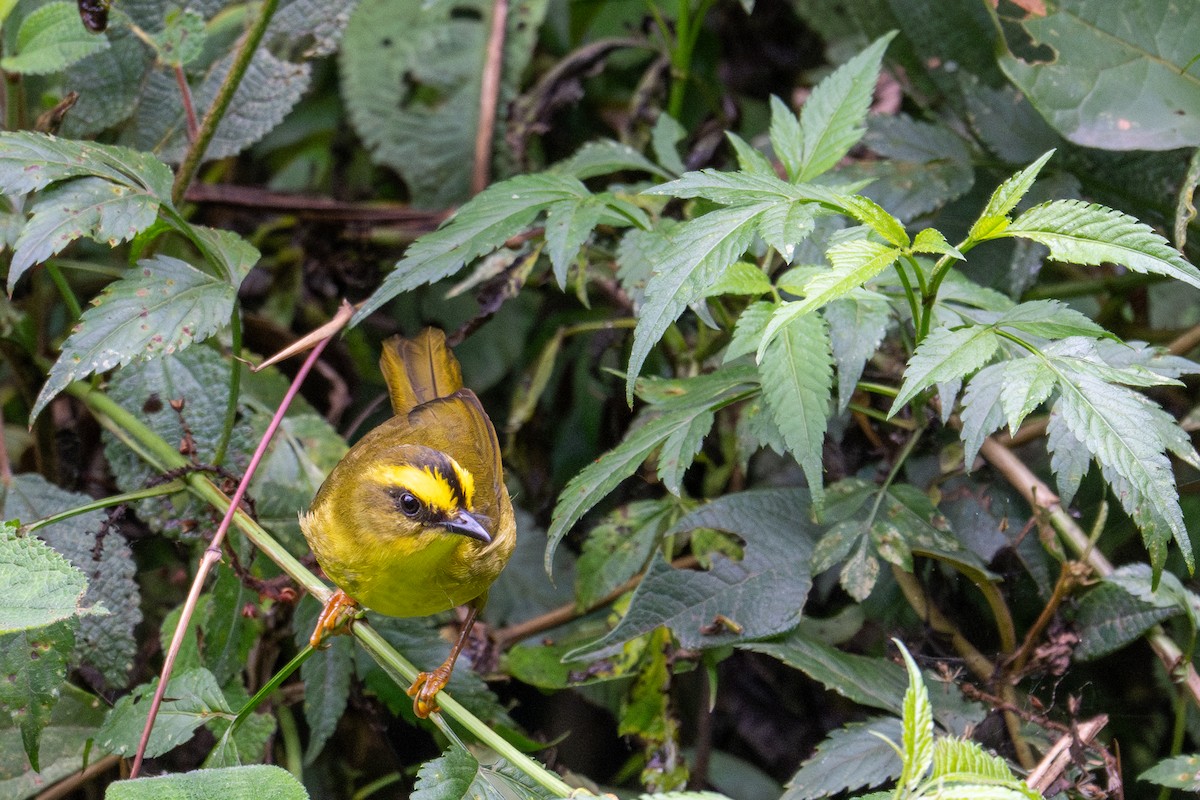 Citrine Warbler - ML643597085