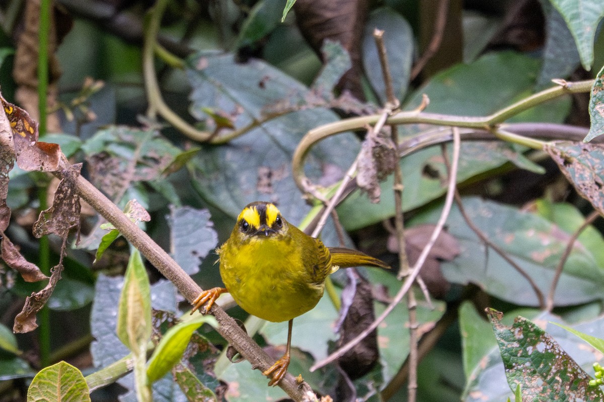 Citrine Warbler - ML643597086