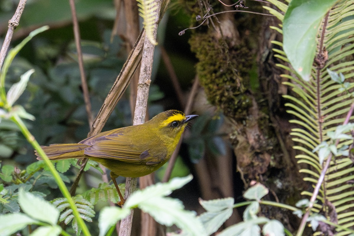 Citrine Warbler - ML643597088