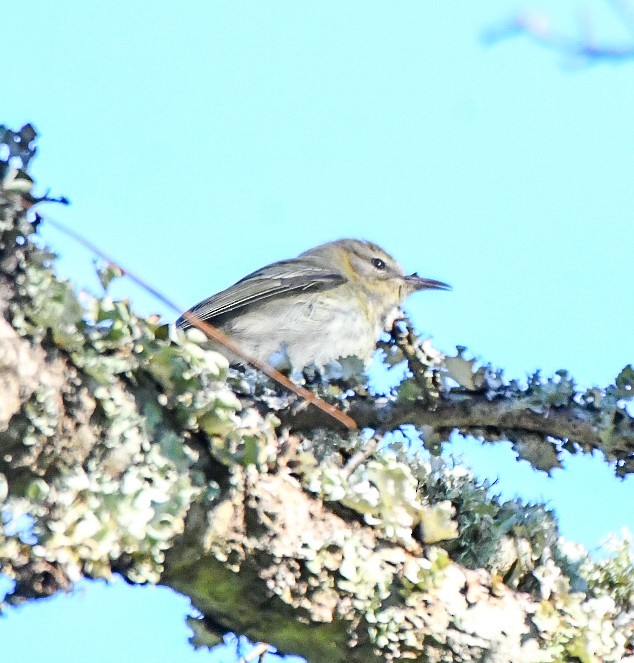 Cape May Warbler - ML643597096