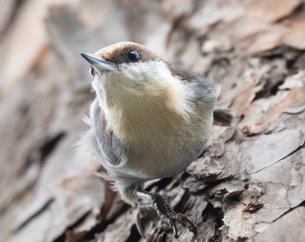 Brown-headed Nuthatch - ML643597106