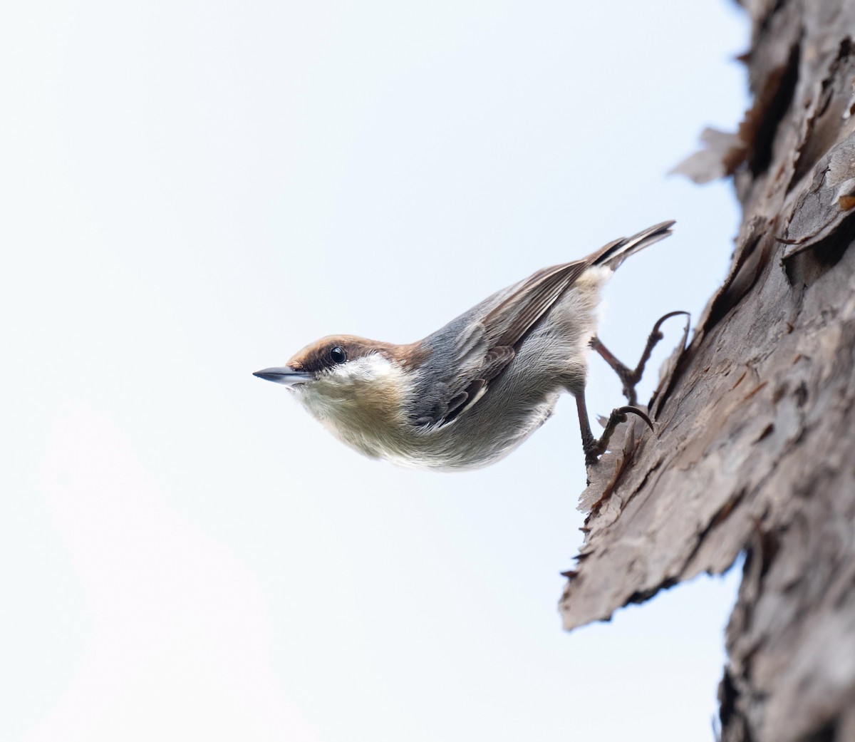 Brown-headed Nuthatch - ML643597111