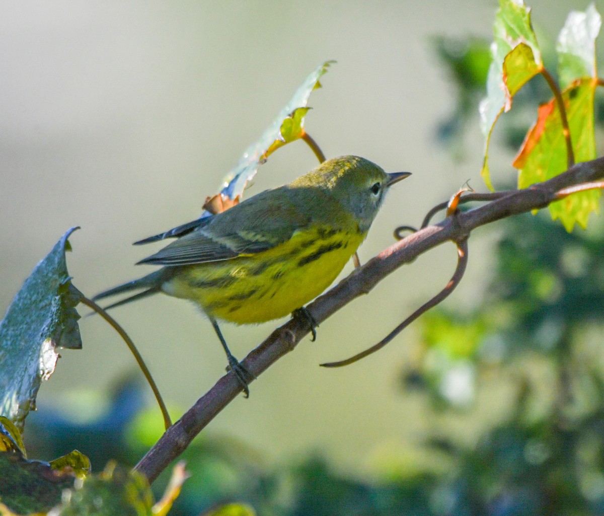 Prairie Warbler - ML643597126