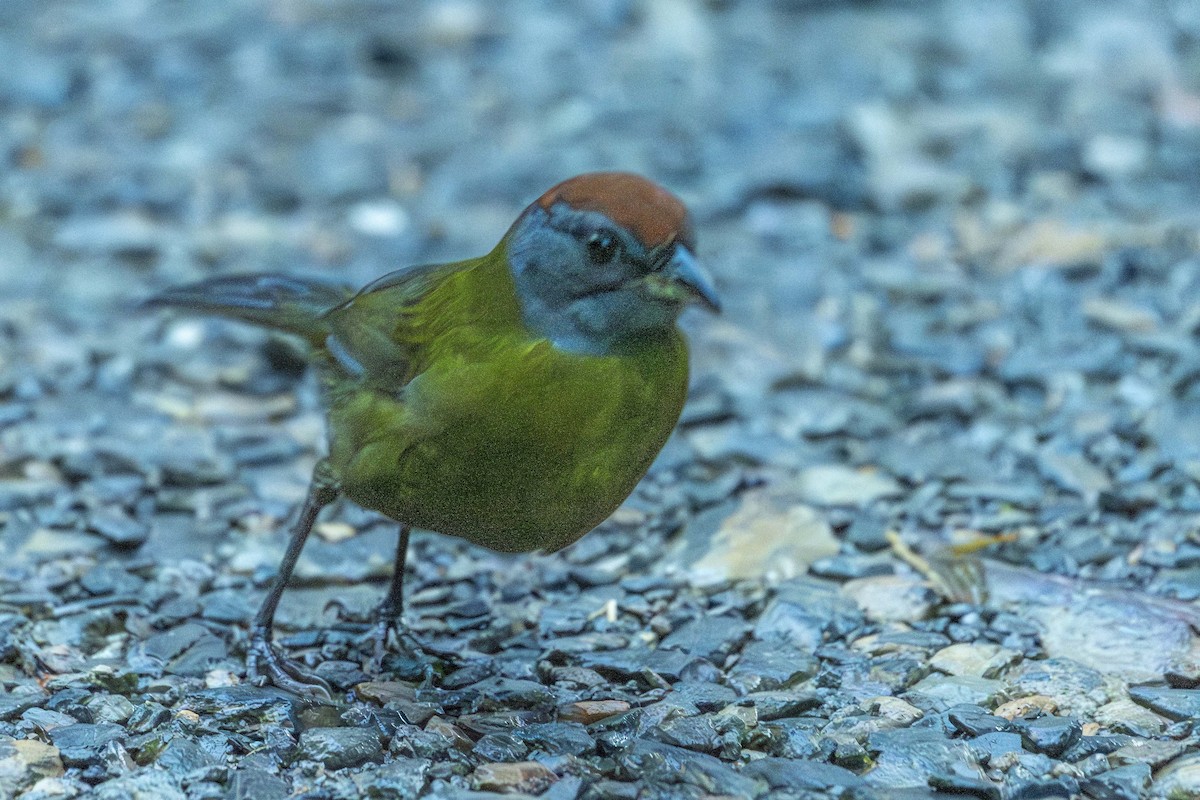 ハシブトシトド - ML643597130