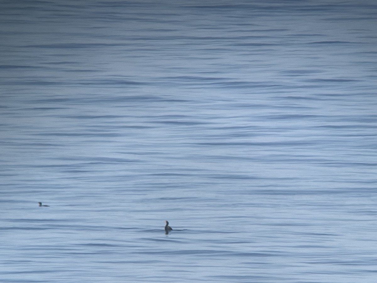 Red-faced Cormorant - ML643597193