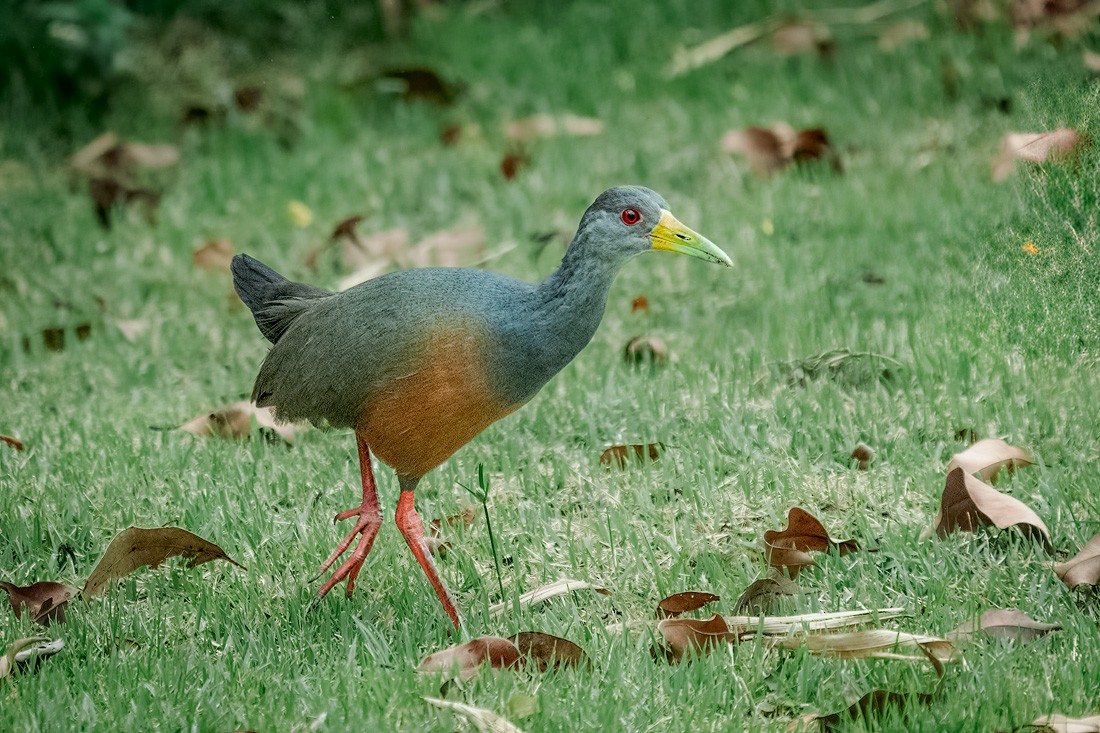 Gray-cowled Wood-Rail - ML643597201