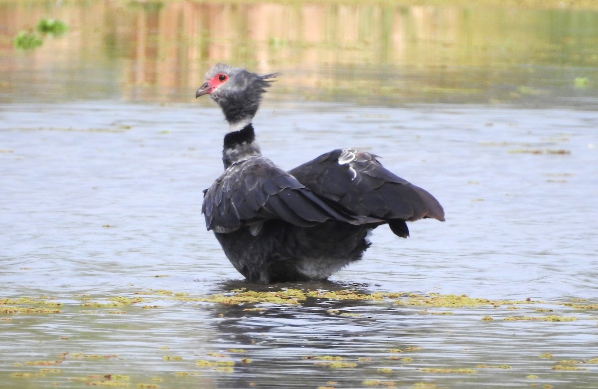 čája obojková - ML643597224