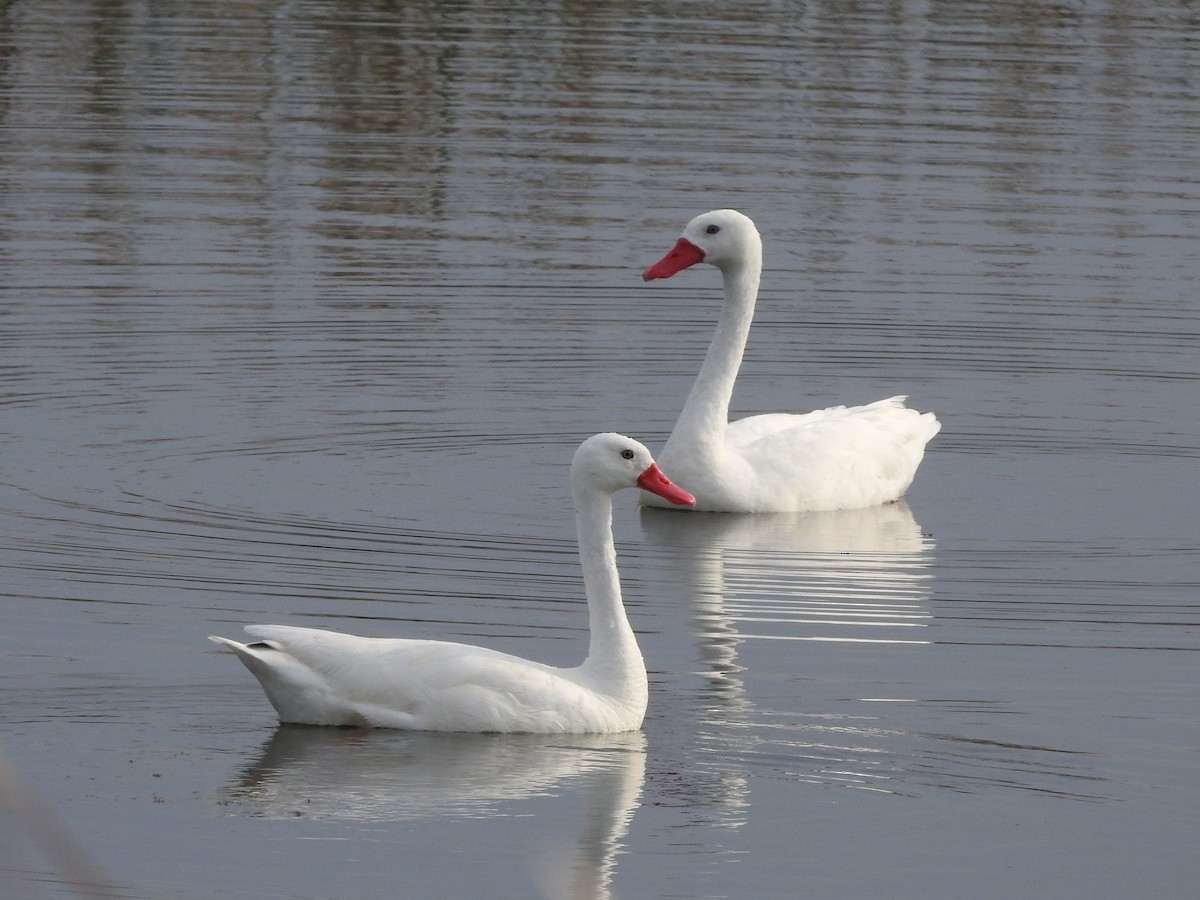 labuť koskoroba - ML643597245