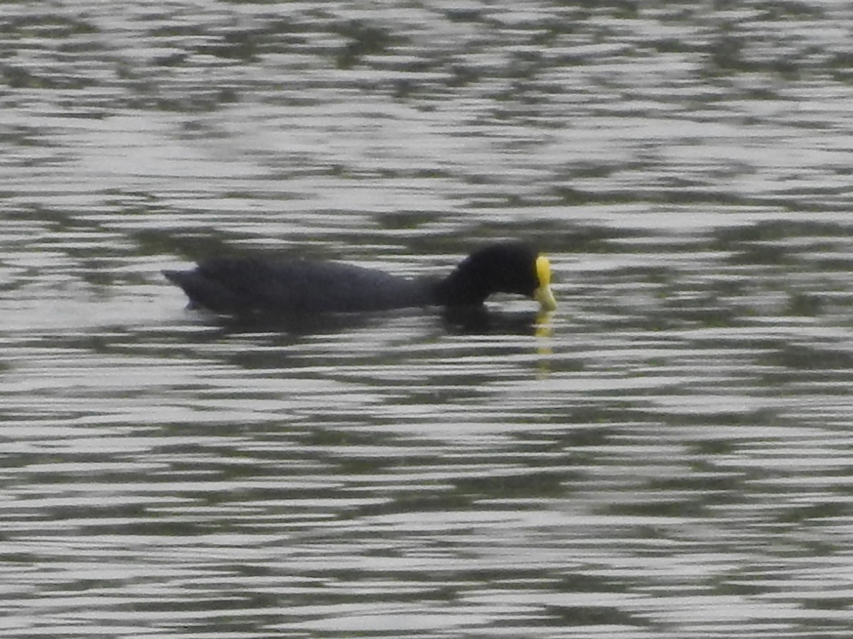 lyska zlatočelá - ML643597264