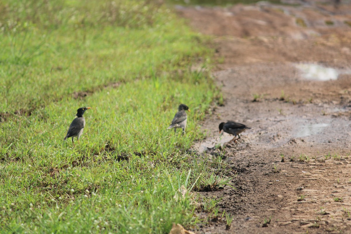 Jungle Myna - ML643597268