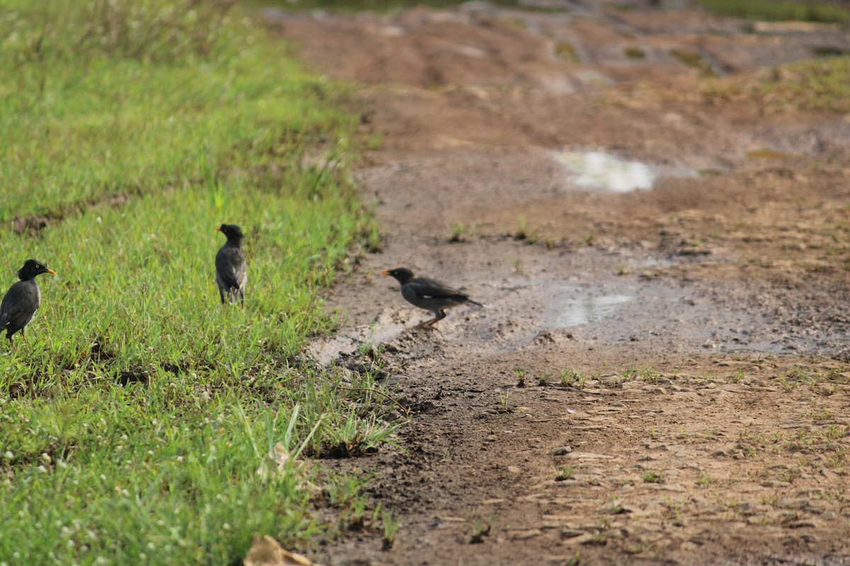Jungle Myna - ML643597269