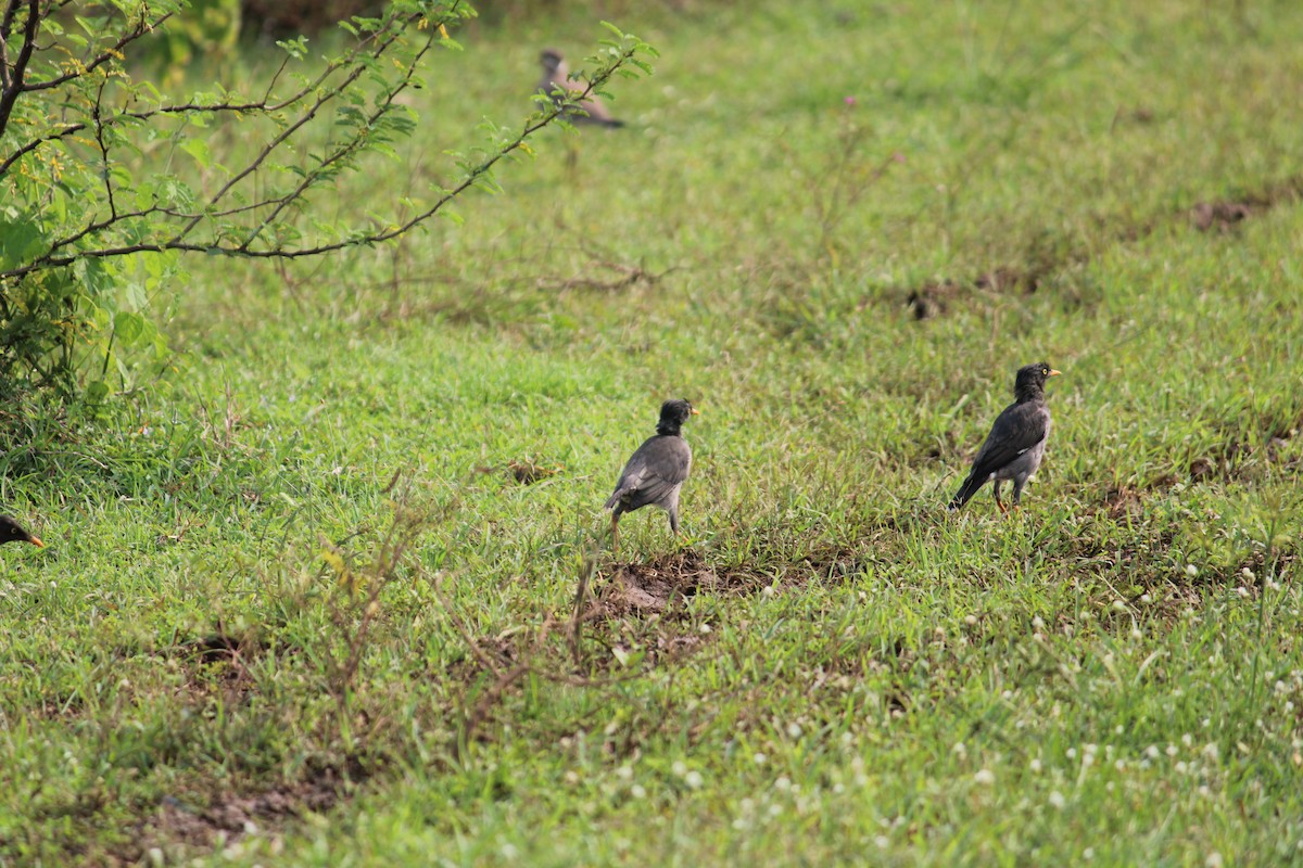 Jungle Myna - ML643597270