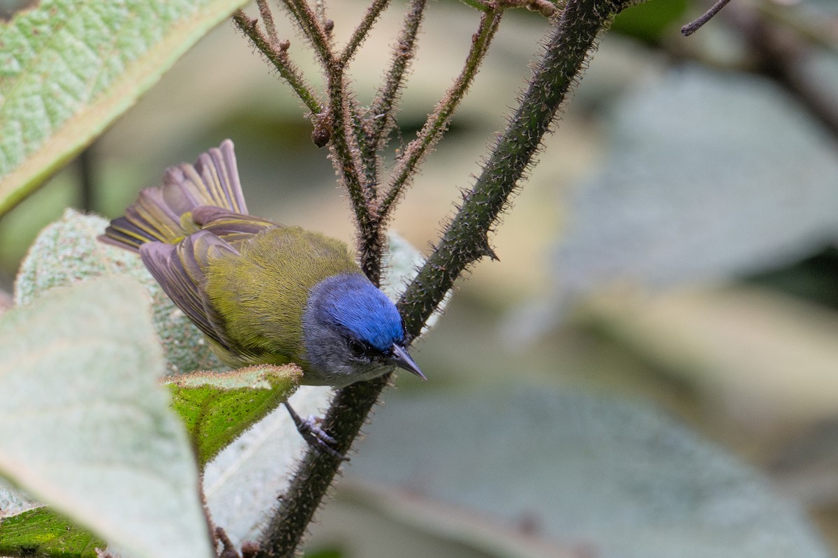 ボウシマルハシミツドリ - ML643597274