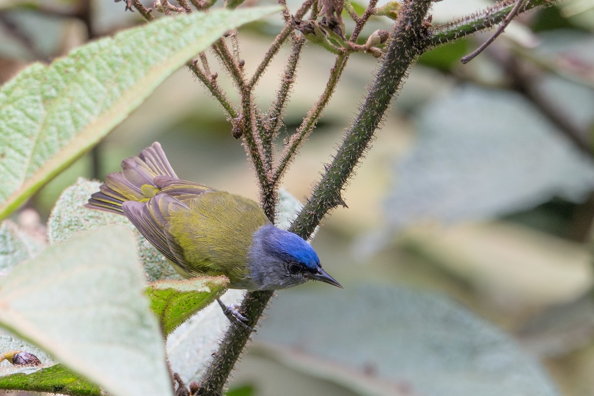 ボウシマルハシミツドリ - ML643597275