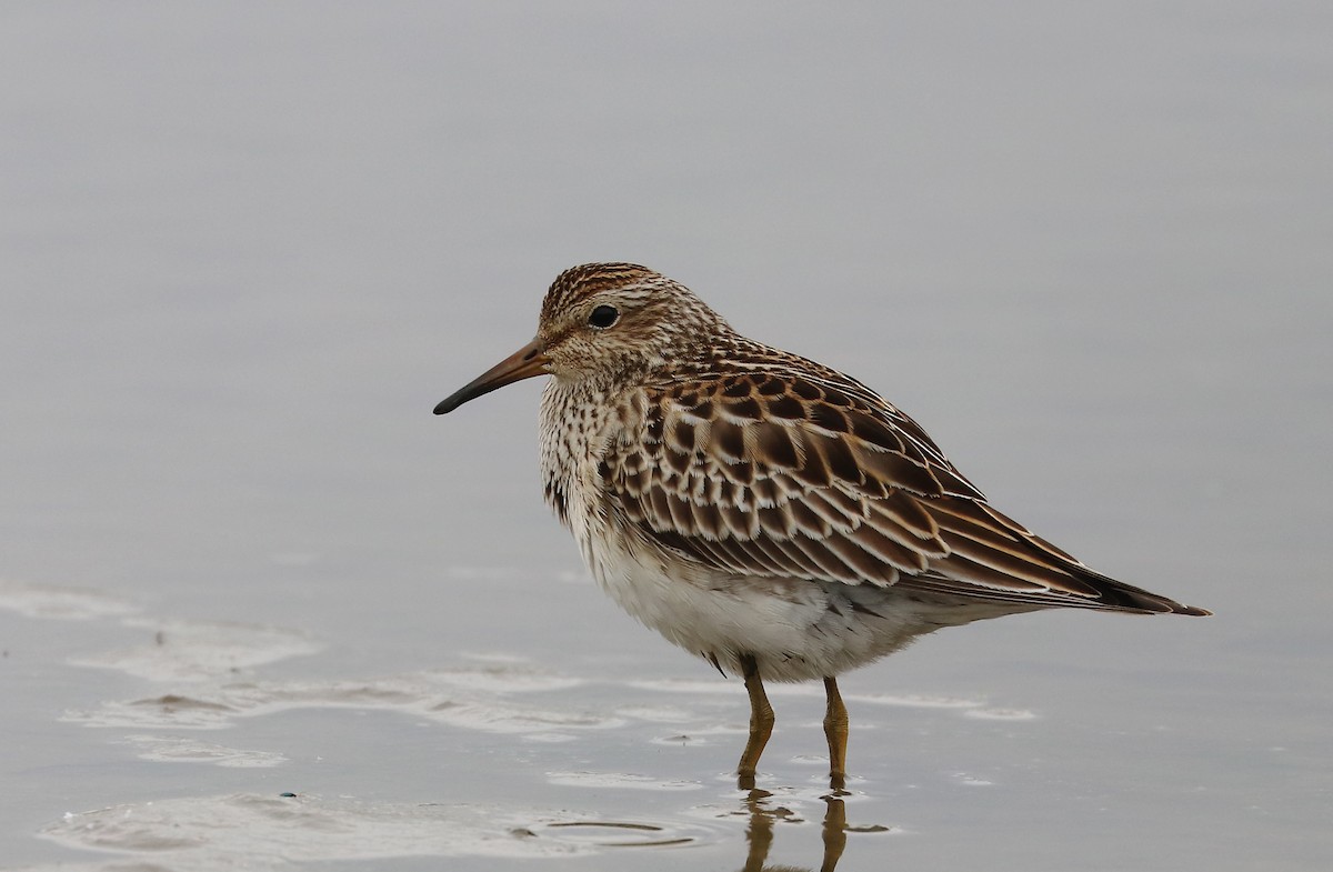 Pectoral Sandpiper - ML643597276