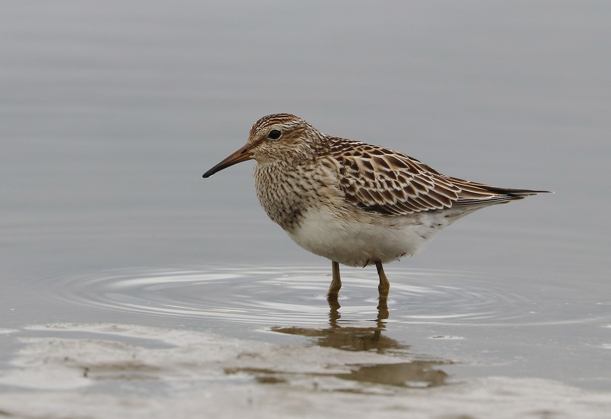 Pectoral Sandpiper - ML643597277