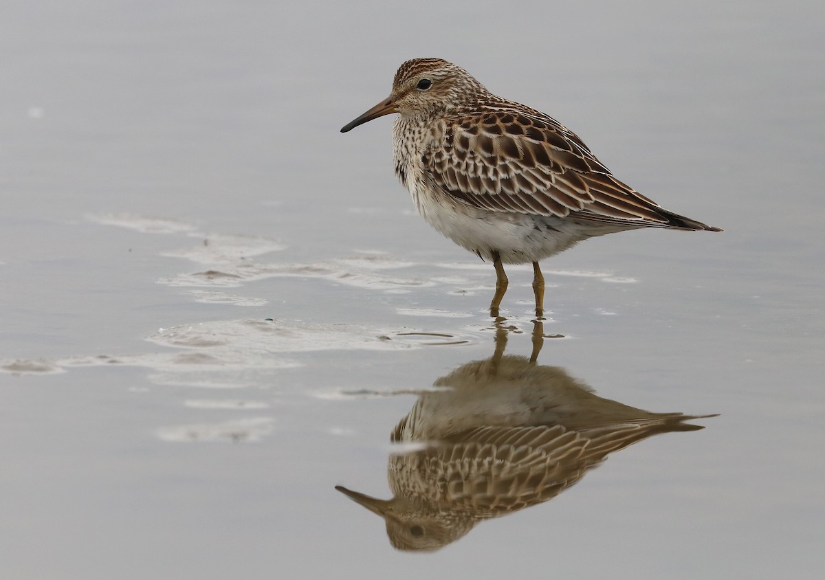 Pectoral Sandpiper - ML643597278