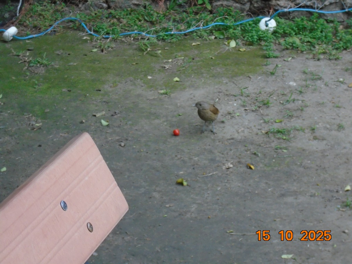 Pale-breasted Thrush - ML643597281