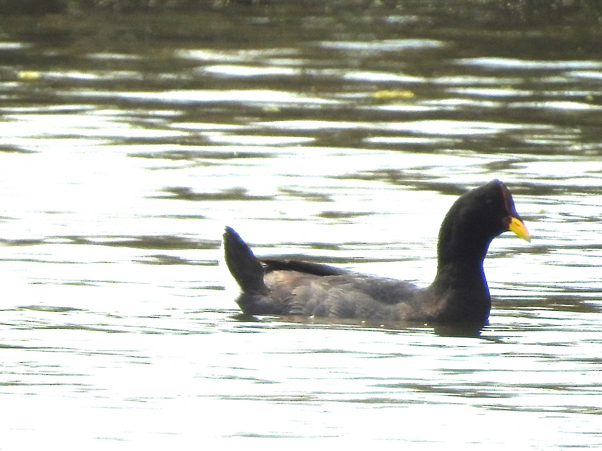 Red-fronted Coot - ML643597284