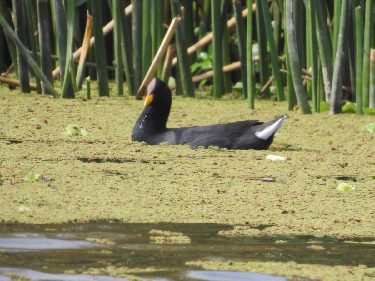 Red-fronted Coot - ML643597285