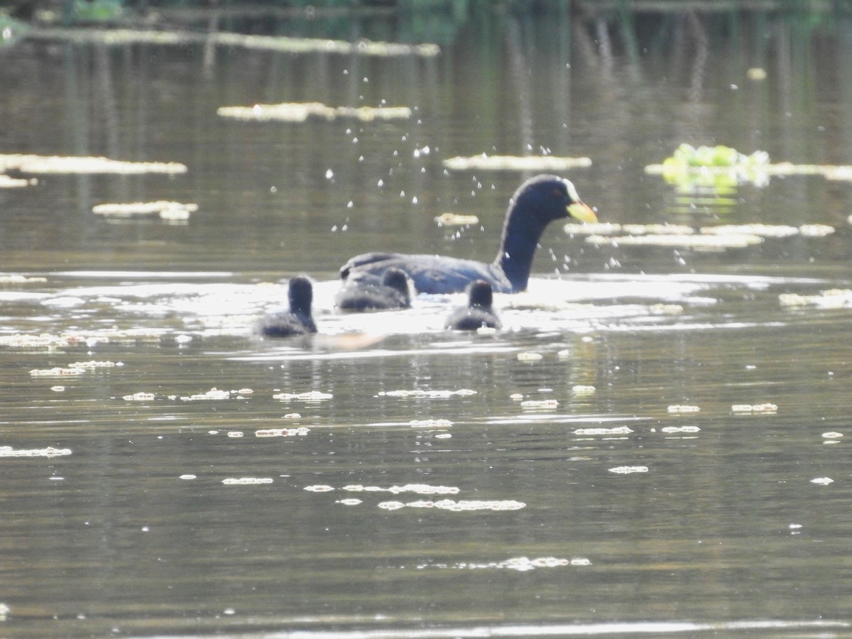 Red-gartered Coot - ML643597299