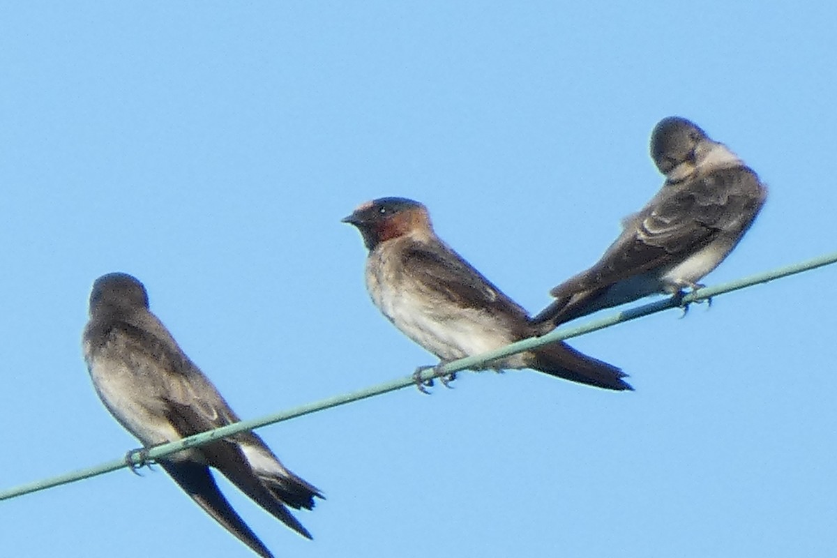 Cliff Swallow - ML643597305