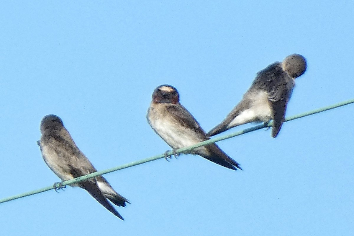 Cliff Swallow - ML643597306