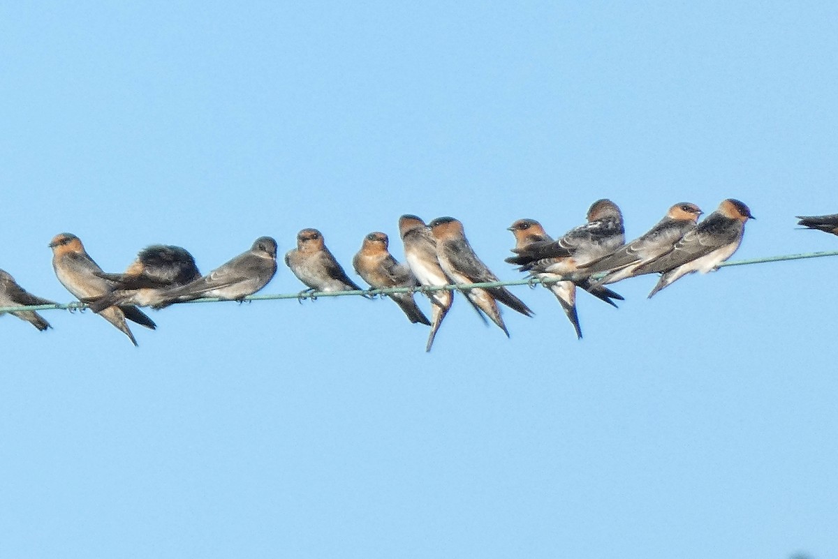 Cave Swallow - ML643597316