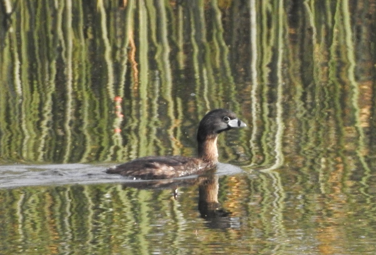 potápka americká - ML643597320