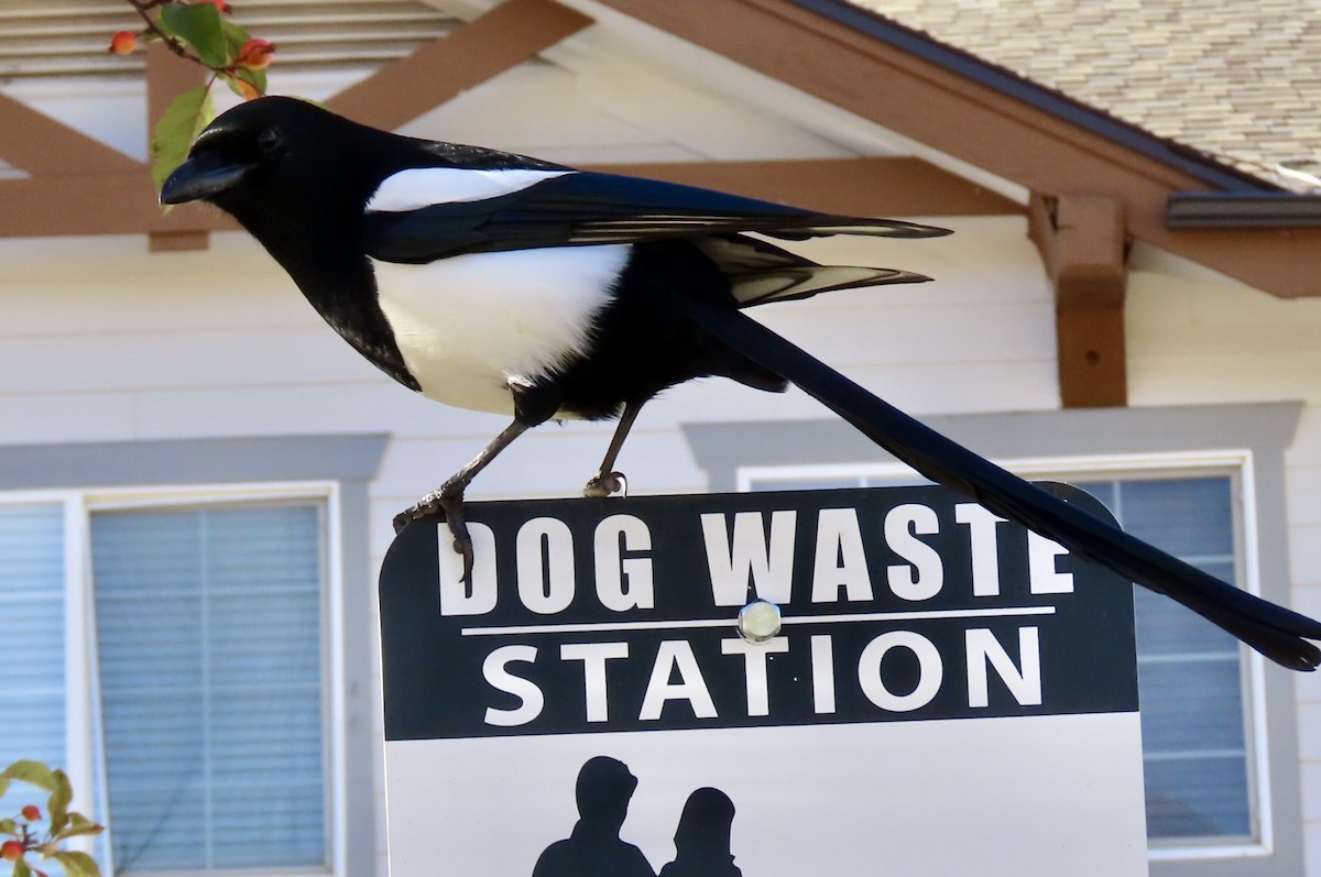 Black-billed Magpie - ML643597331