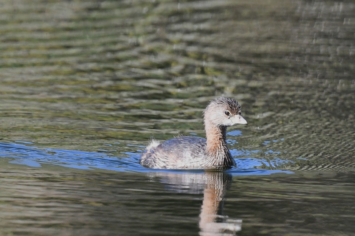 Pied-billed Grebe - ML643597332
