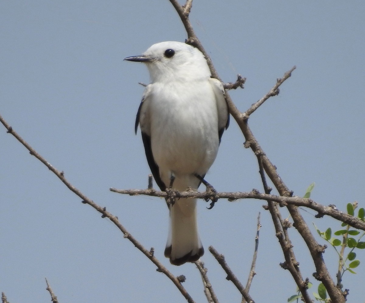 White Monjita - ML643597333